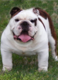 English bulldog puppies